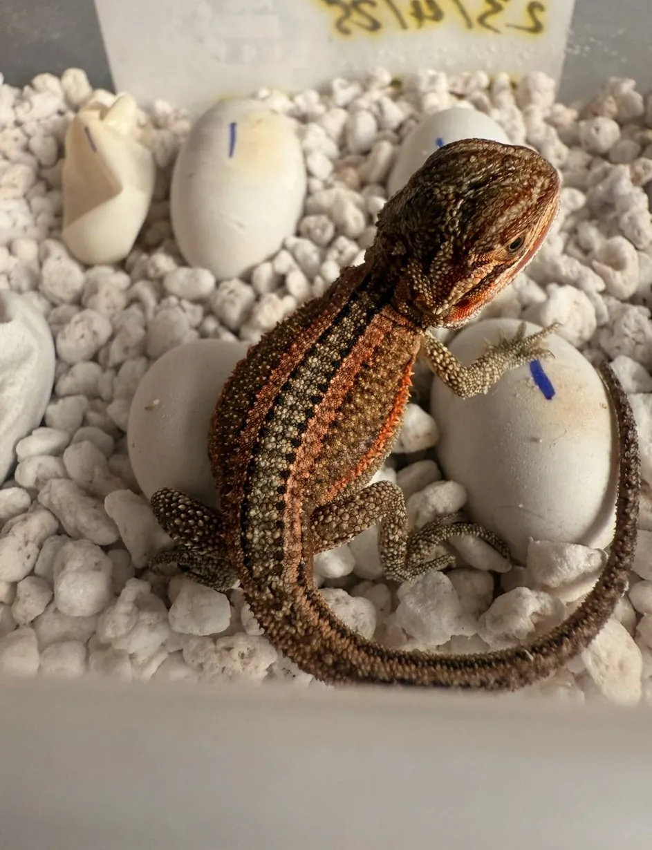 Baby bearded dragon