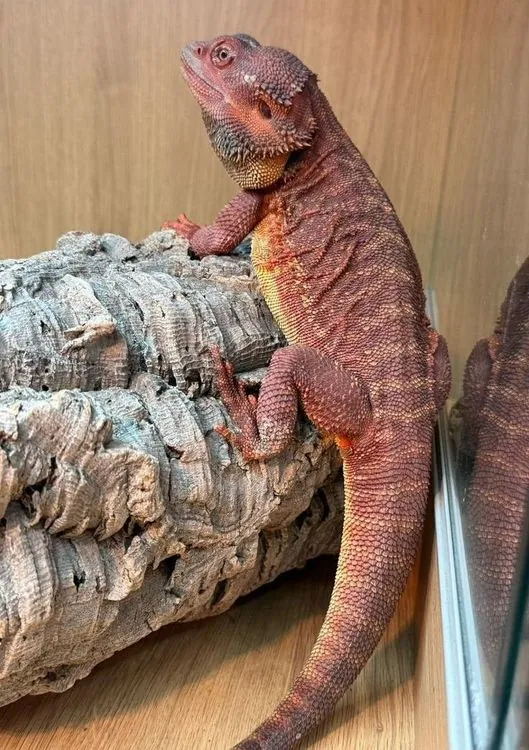 Blaze - Red Monster