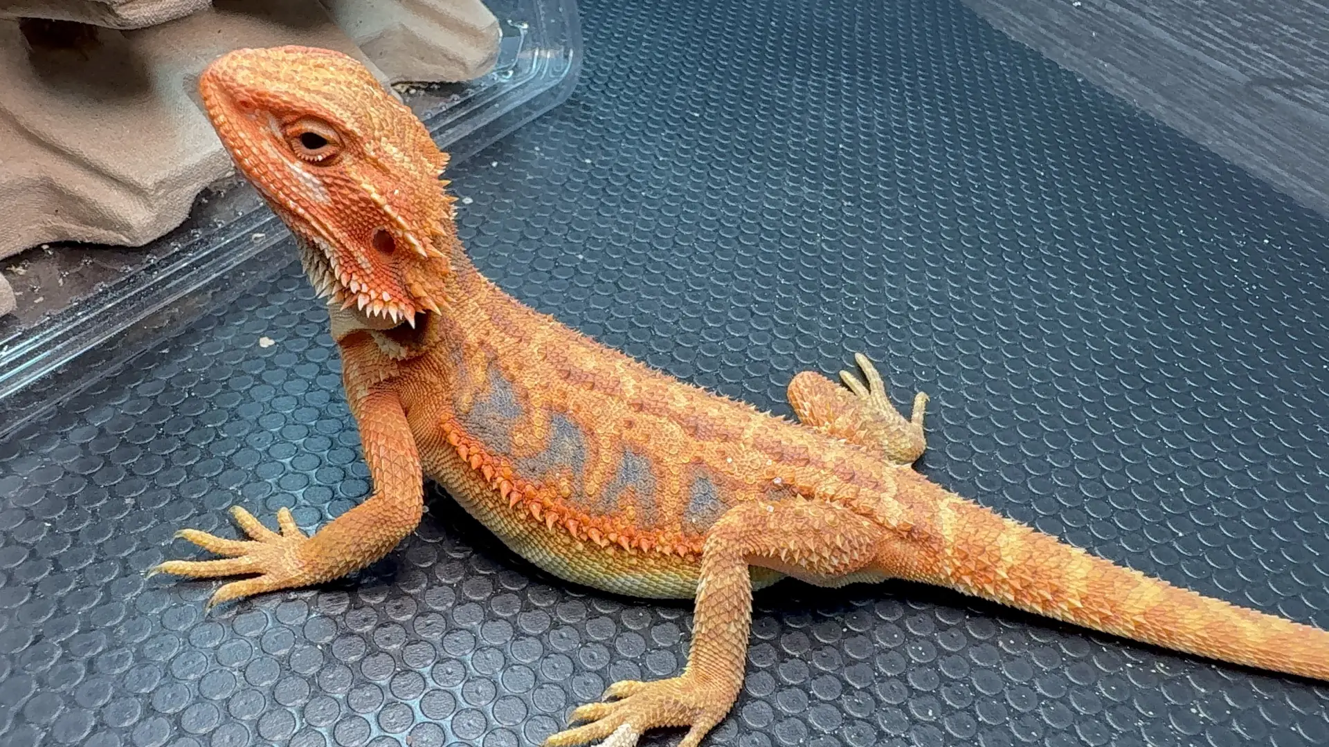Dragon showcase 7