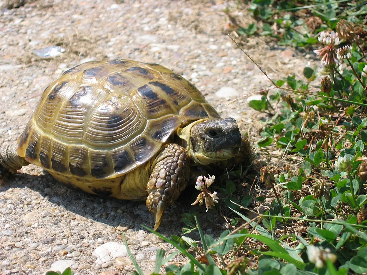 Adult Horsfield tortoise walking on sandy ground