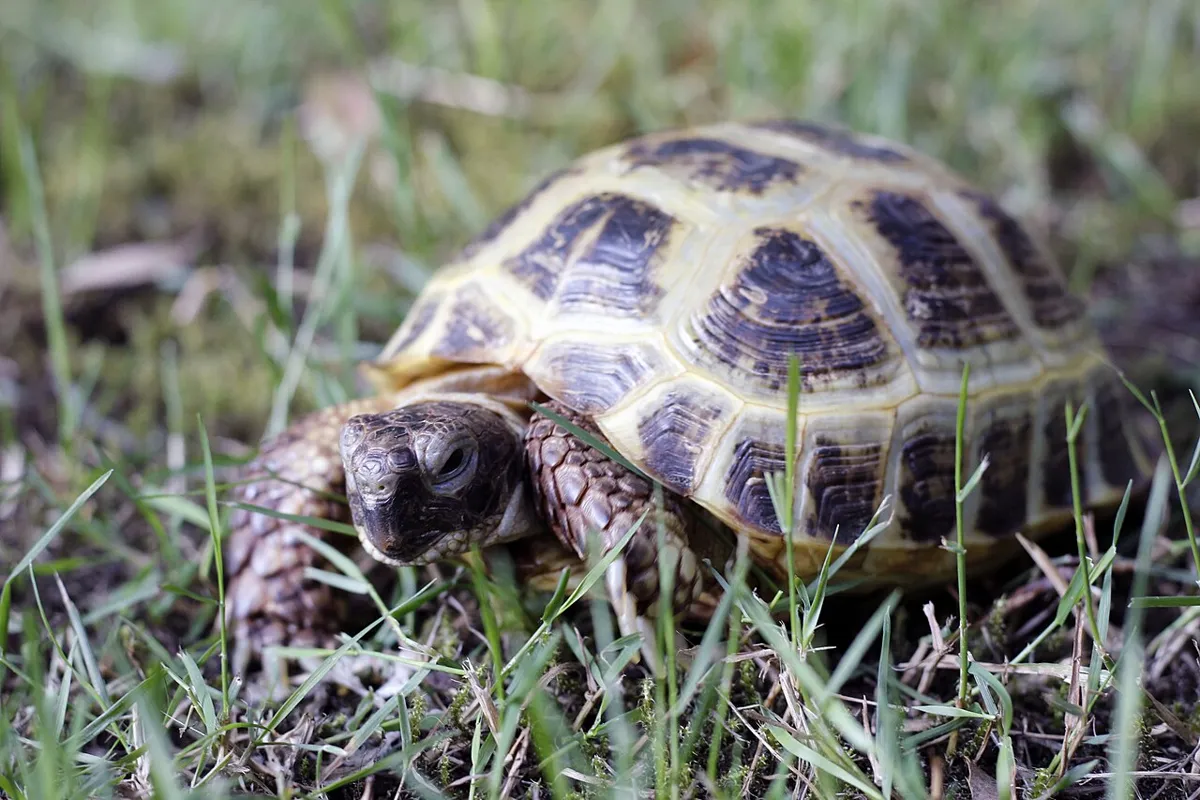 Horsfield tortoise in the grass