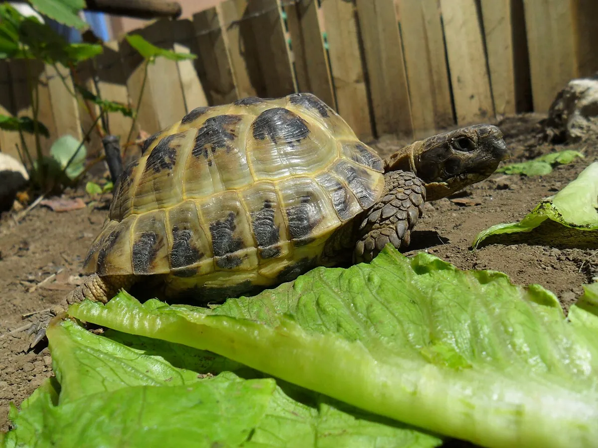 Adult male Horsfield tortoise beside leafy greens