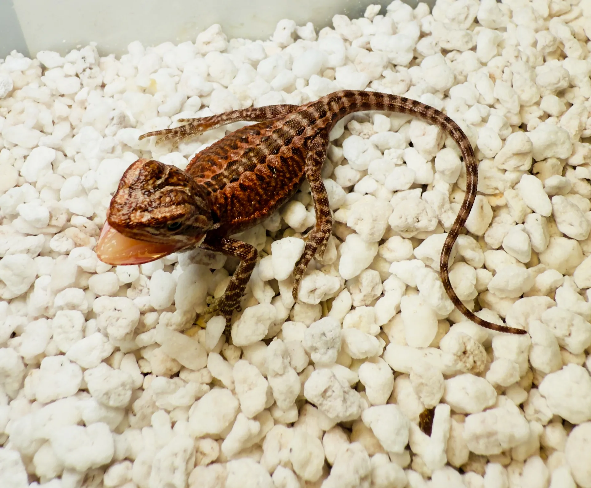 Dragon showcase 3