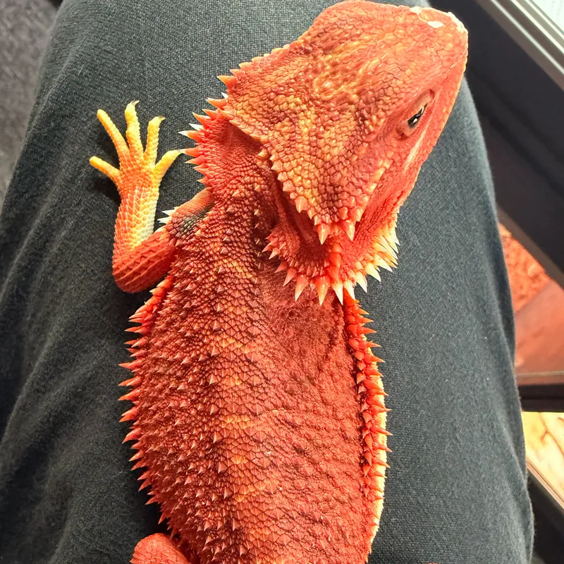 Juvenile Red Monster bearded dragon with vivid red-orange colouration