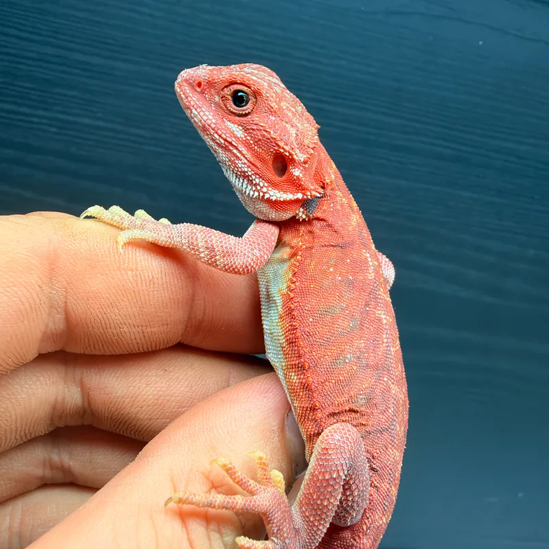 Bright red Red Monster baby bearded dragon in side profile