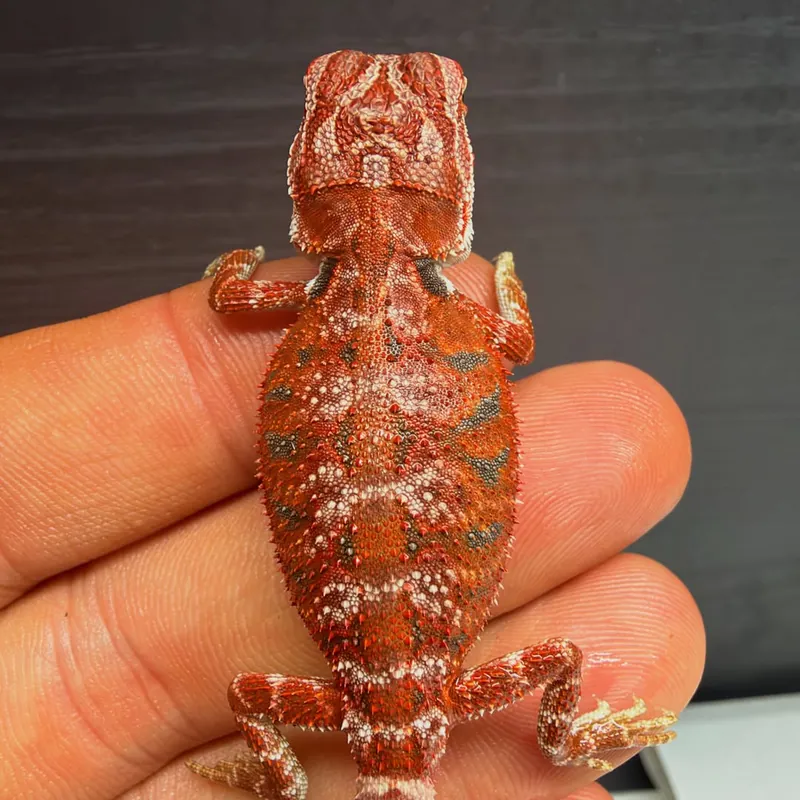 Red Monster baby bearded dragon with red-orange colouration, seen from above