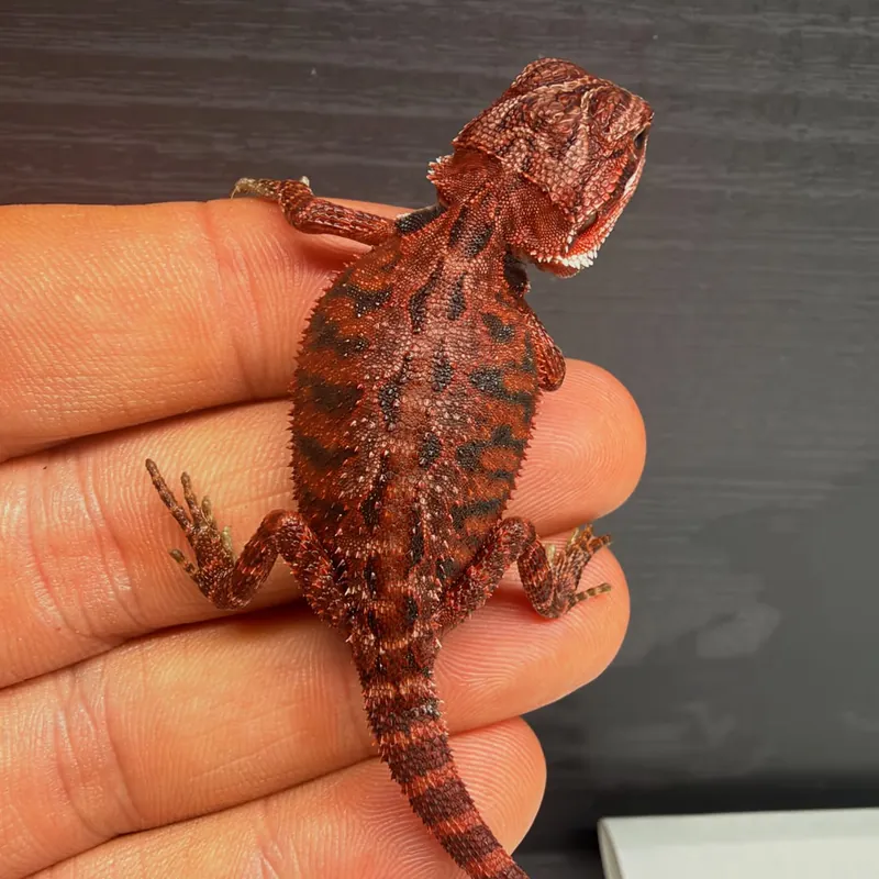 Deep red Red Monster baby bearded dragon, seen from above