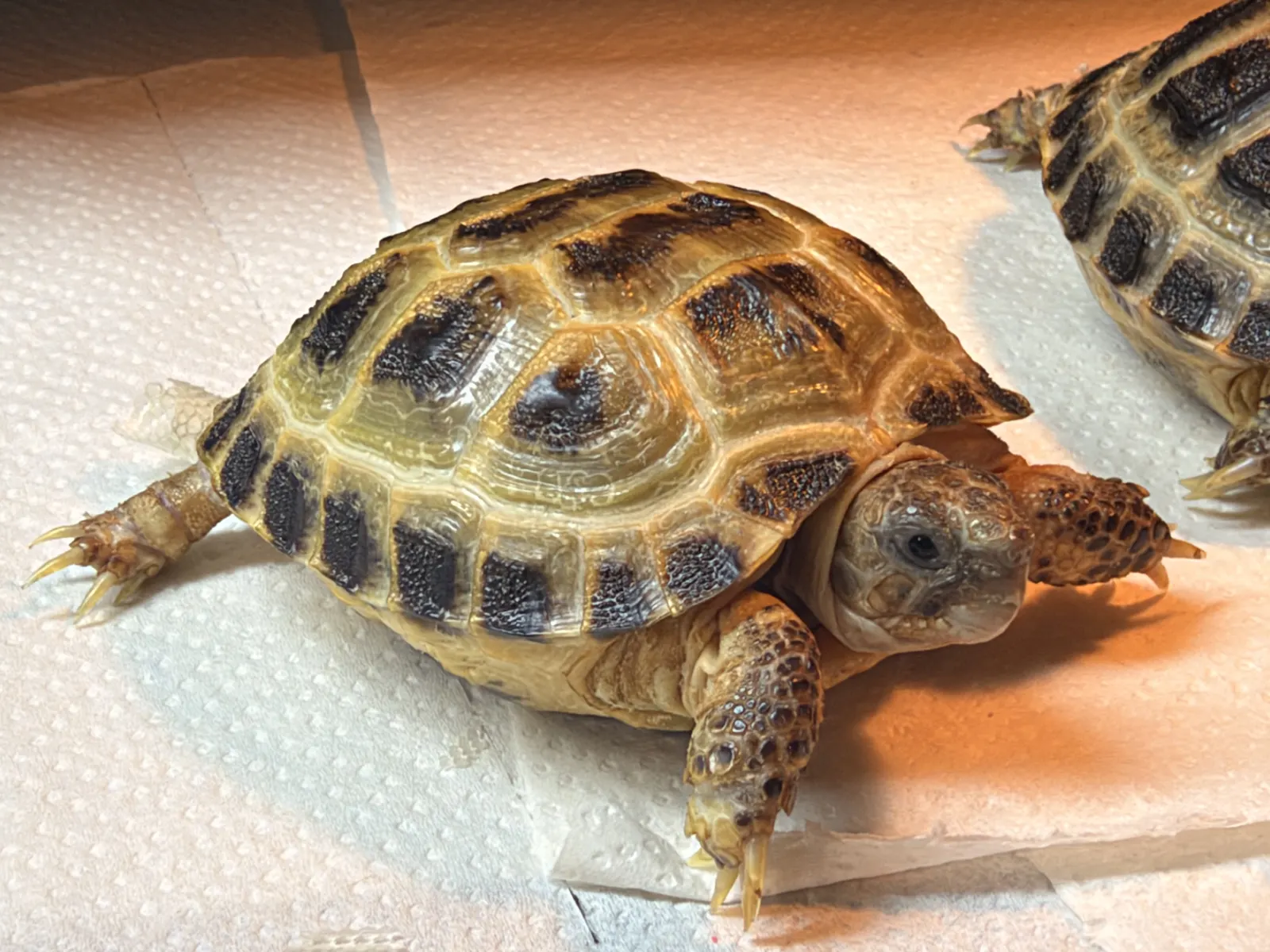 Baby Horsfield tortoise exploring