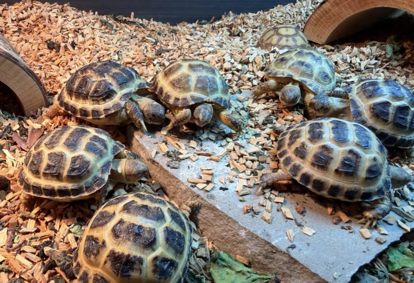 Baby Horsfield tortoises basking together