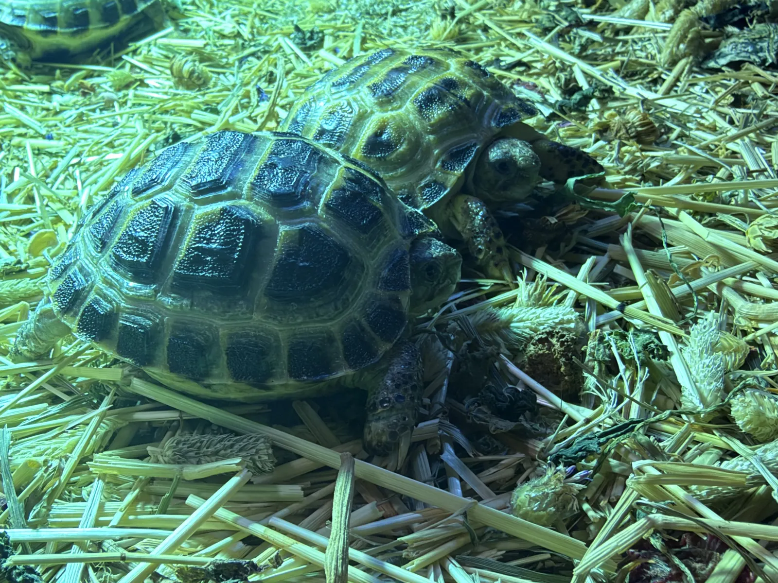 Baby Horsfield tortoises on hay