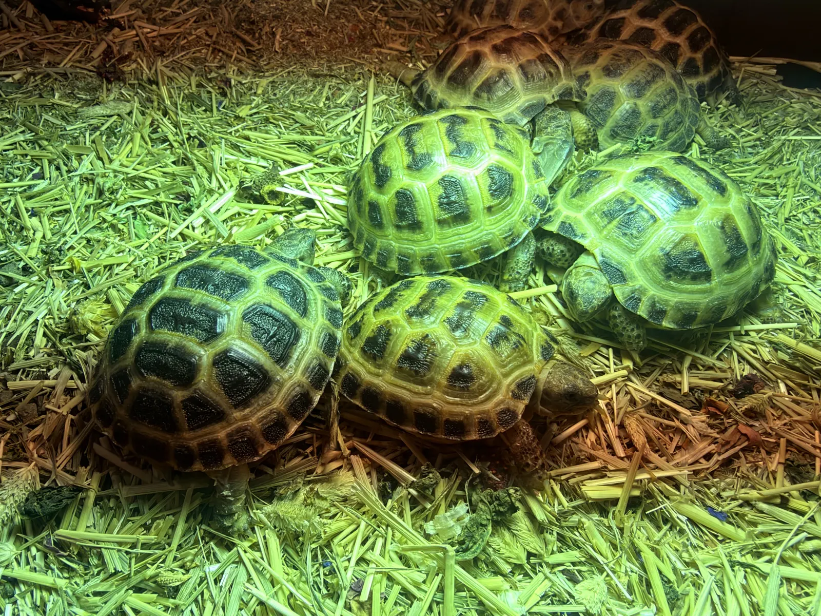 A group of baby Horsfield tortoises on hay