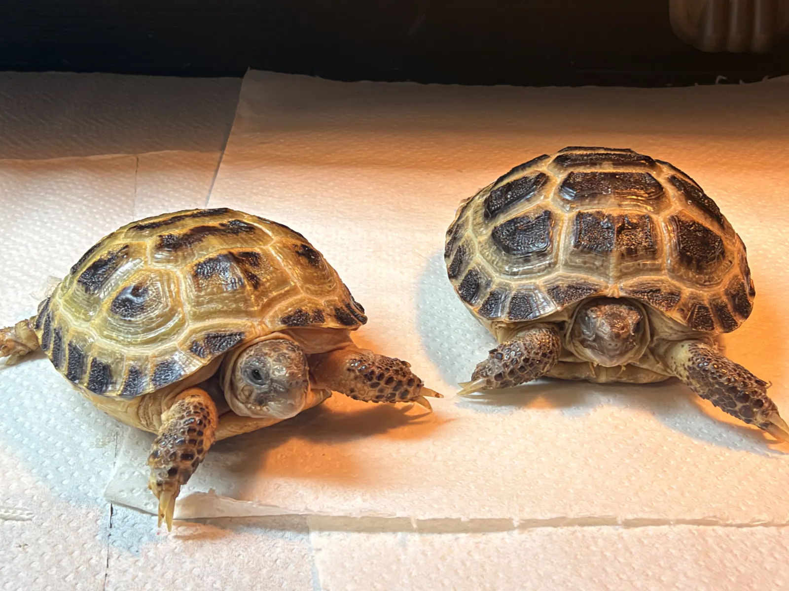Two baby Horsfield tortoises side by side