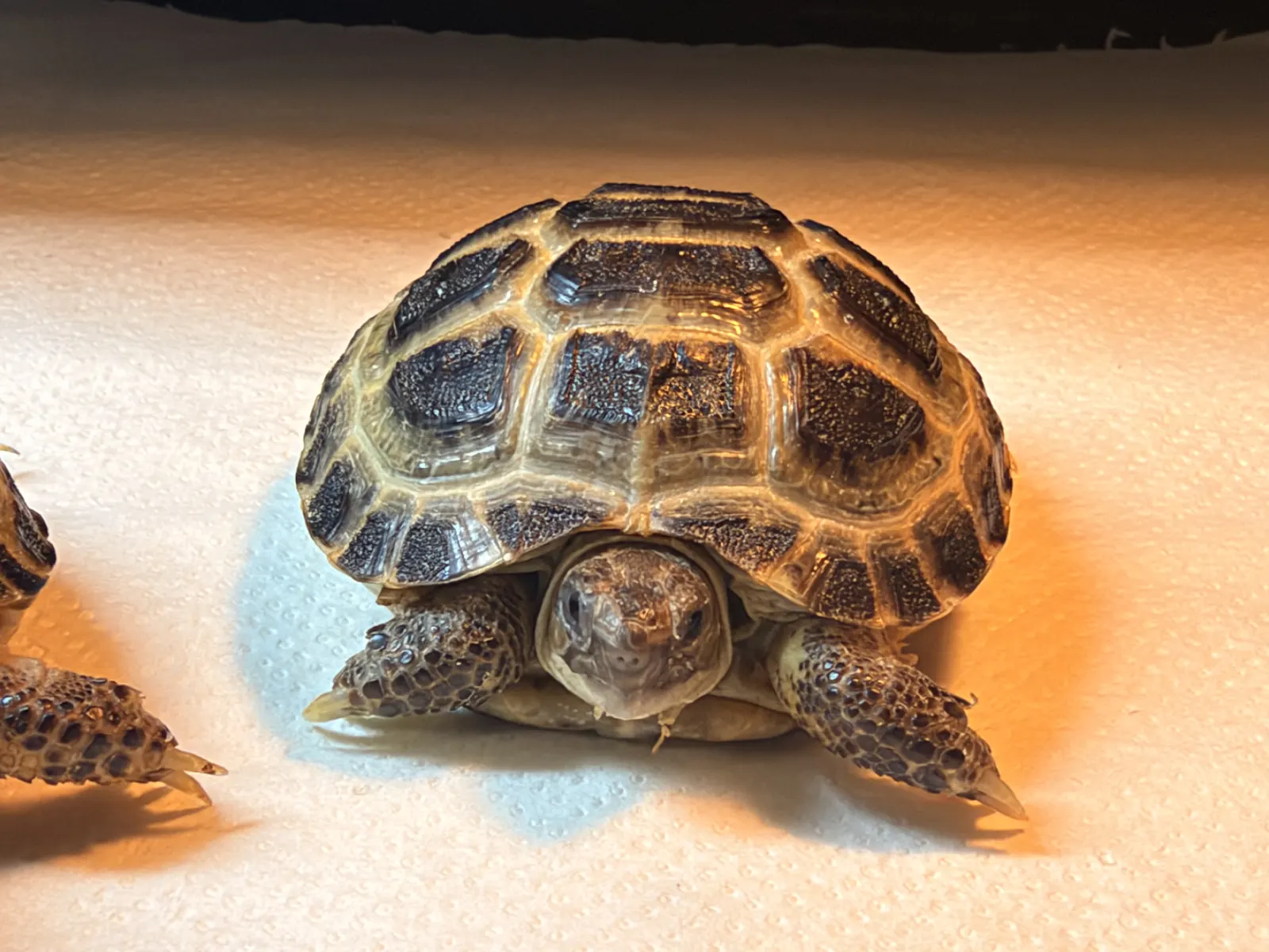 Baby Horsfield tortoise close-up