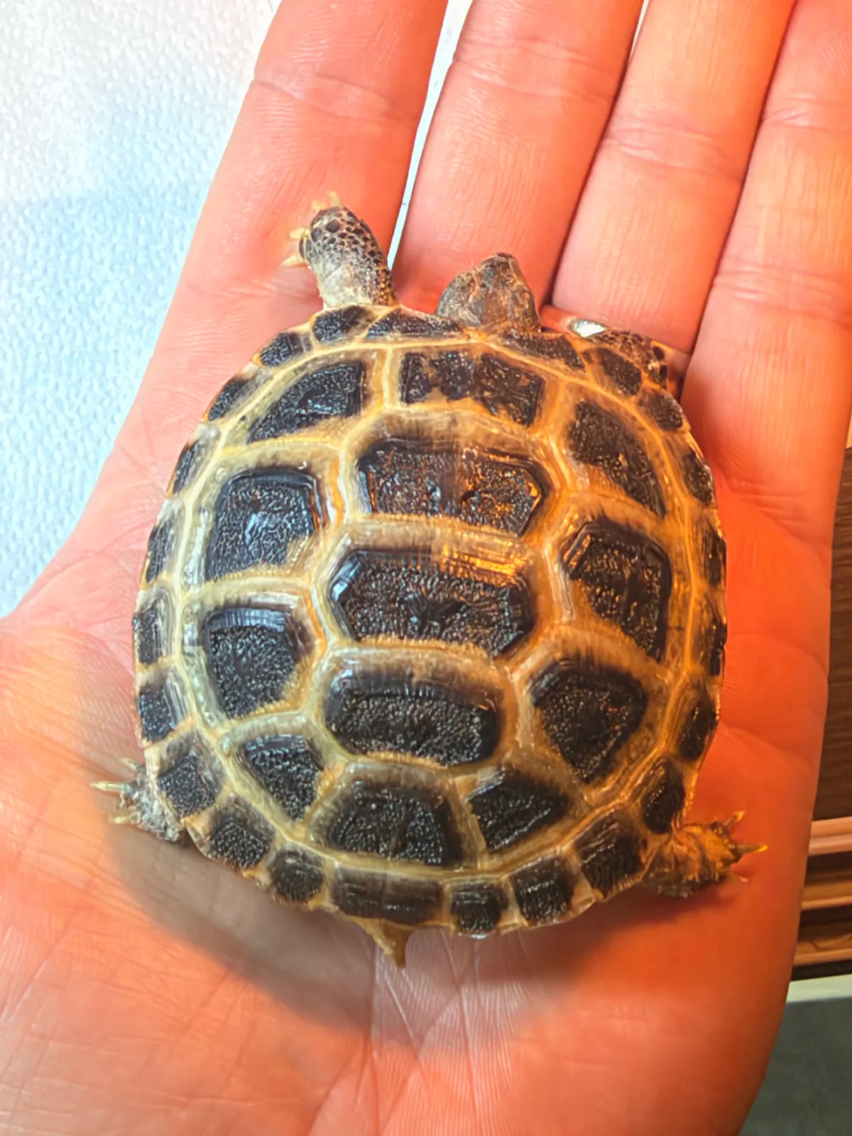 A baby Horsfield tortoise held in the hand