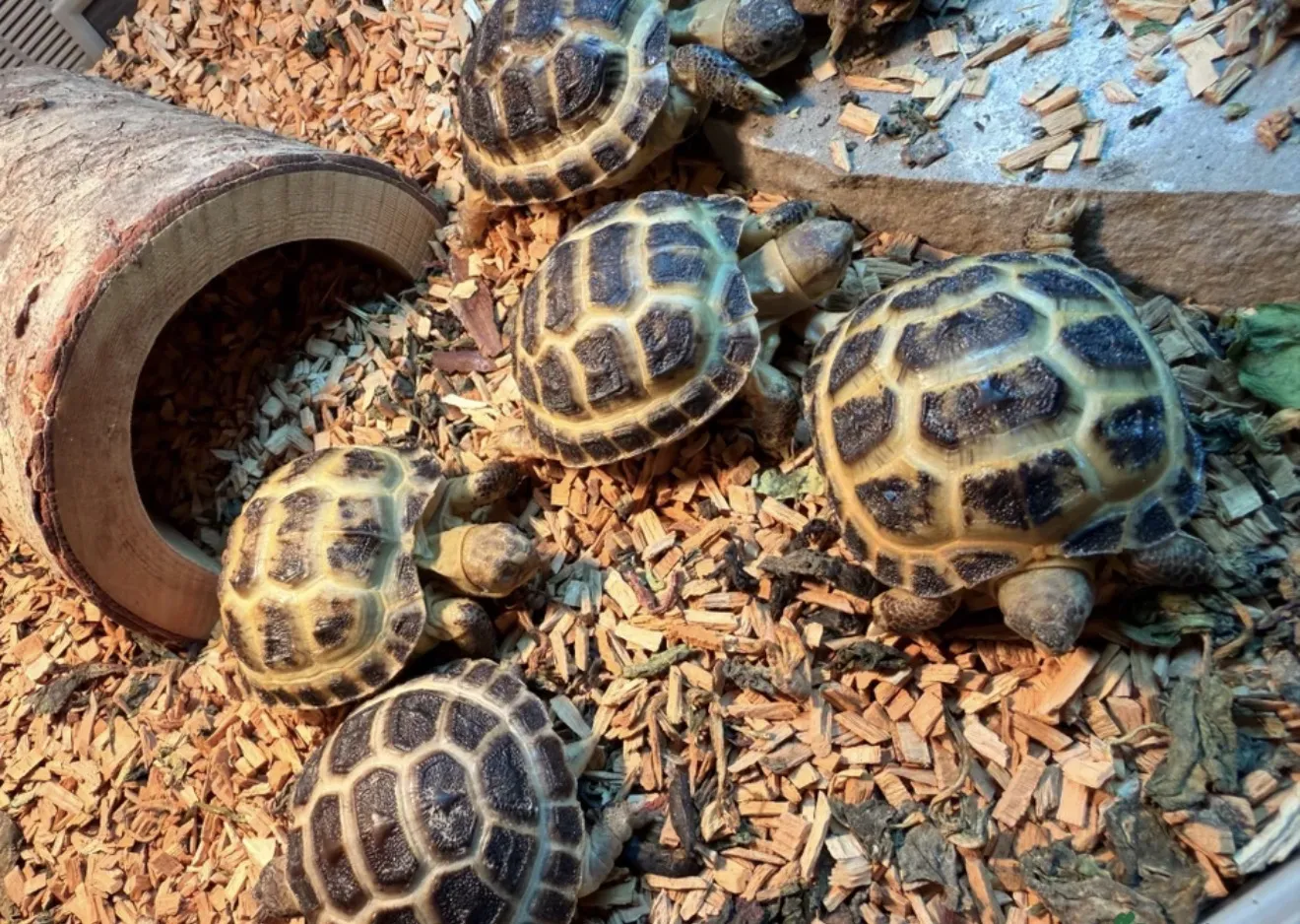 Baby Horsfield tortoises together on wood chips