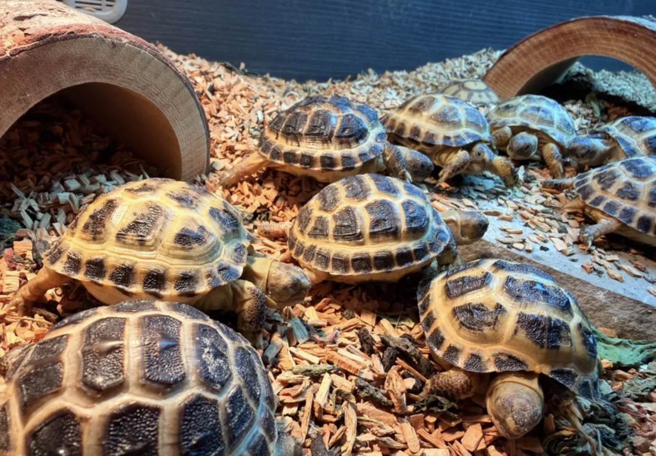 A group of baby Horsfield tortoises exploring