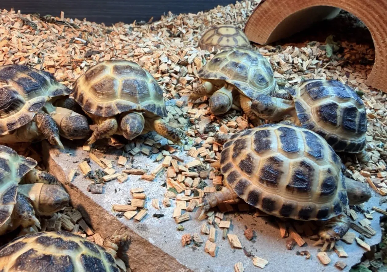 Baby Horsfield tortoises in their enclosure