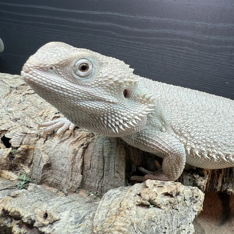 White Zero morph bearded dragon resting on cork bark