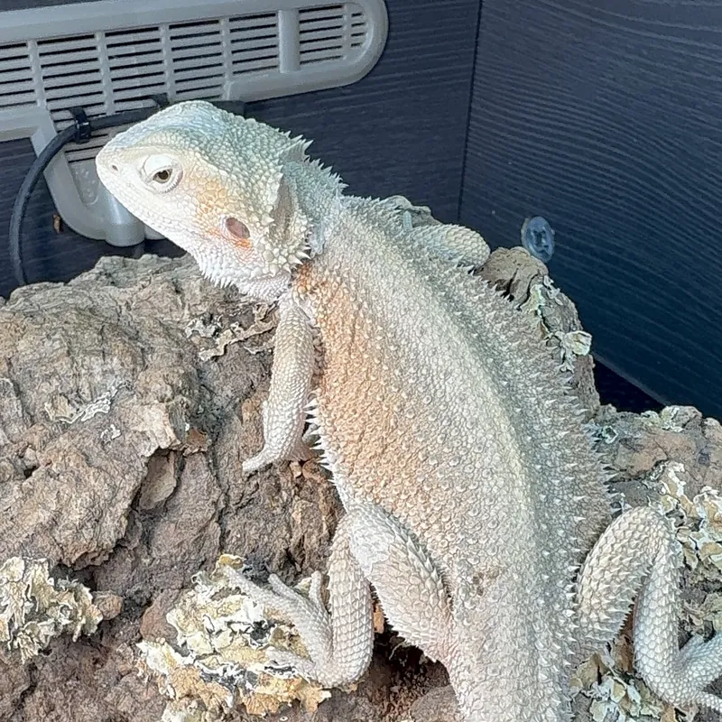 White Zero morph bearded dragon climbing a cork branch
